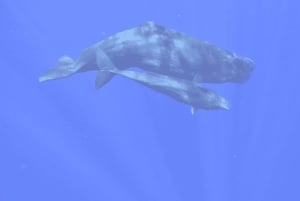 Hval- og delfinsvømning - eksklusiv privat tur med speedbåd