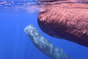 Hval- og delfinsvømning - eksklusiv privat tur med speedbåd