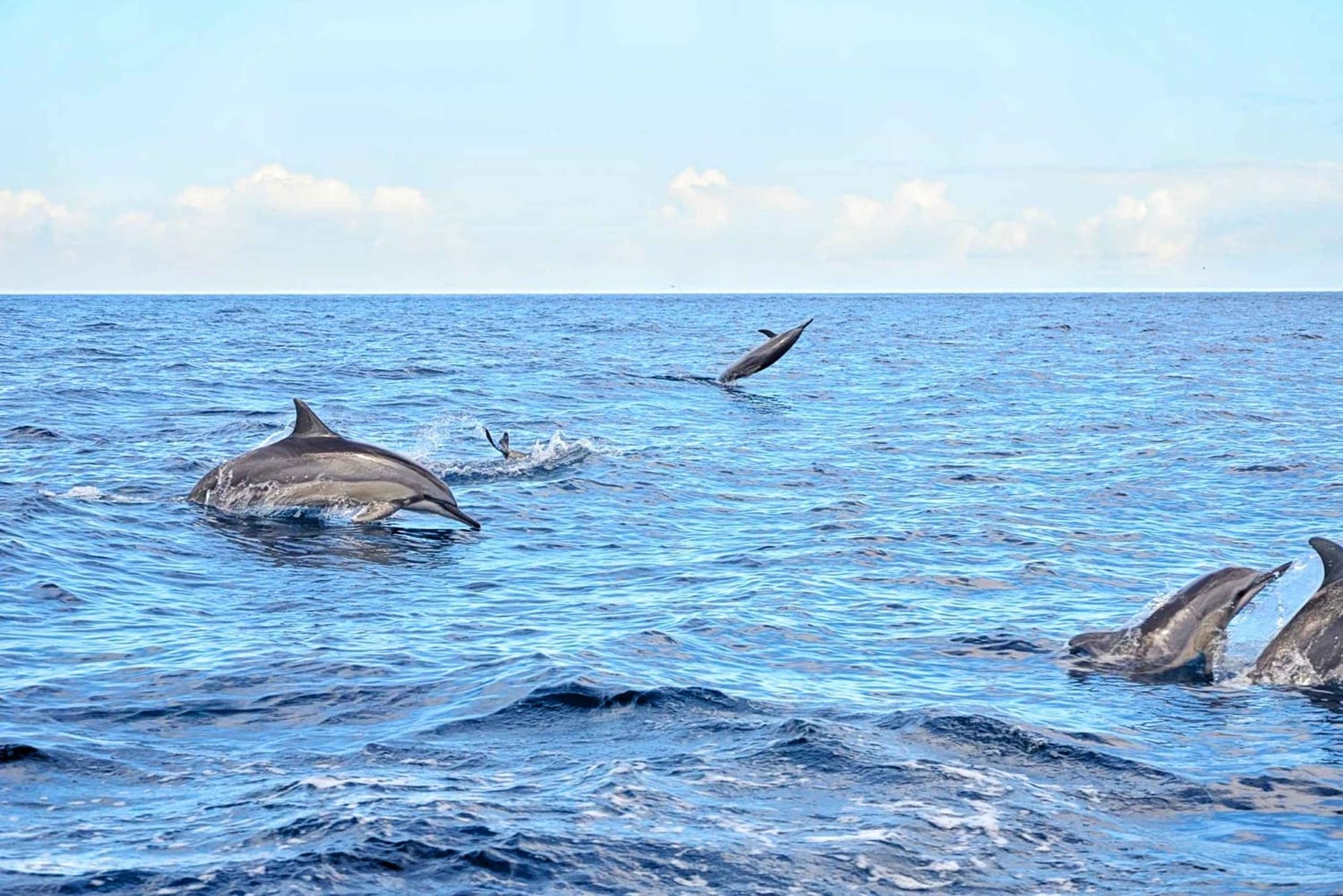 Nuoto con i delfini selvatici e 4 spiagge del nord con trasporto