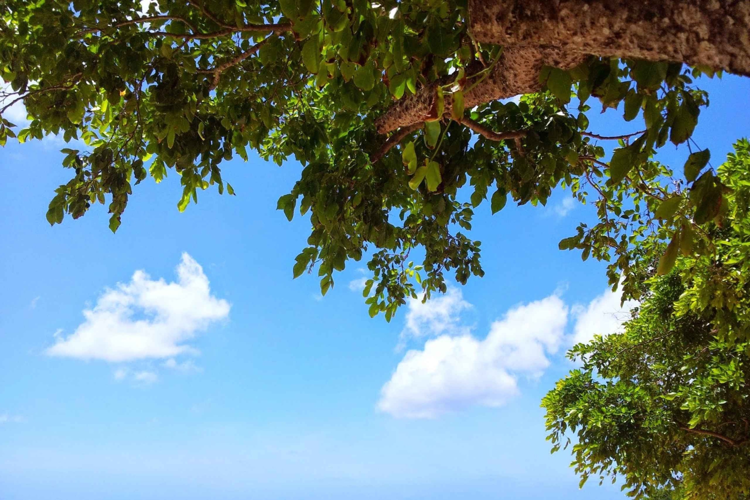 Nuoto con i delfini selvatici e 4 spiagge del nord con trasporto
