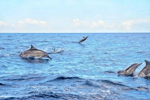 Wild Dolphin Swim & 4 Northern Beaches with Transportation