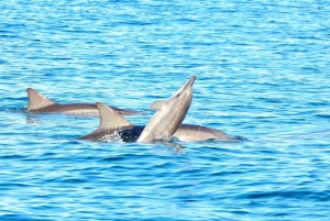 Wild Dolphin Swim & 4 Northern Beaches with Transportation