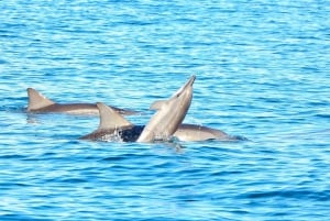 Wildes Delfinschwimmen & 4 nördliche Strände mit Transport