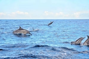 Nuoto con i delfini selvatici e 4 spiagge del nord con trasporto