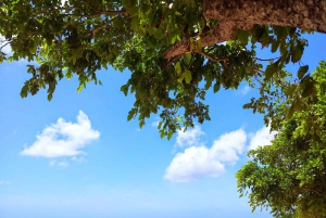 Nuoto con i delfini selvatici e 4 spiagge del nord con trasporto