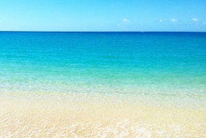 Nuoto con i delfini selvatici e 4 spiagge del nord con trasporto