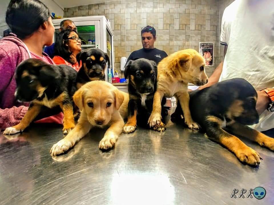 Mauritius Stérilisation Campaign by Pawed for Life Sanctuary