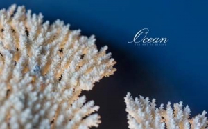 Ocean Restaurant 2021