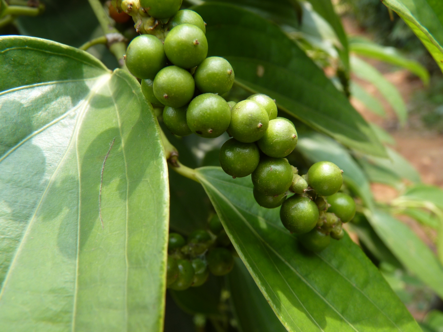 Phu Quoc is also famous for its pepper farms