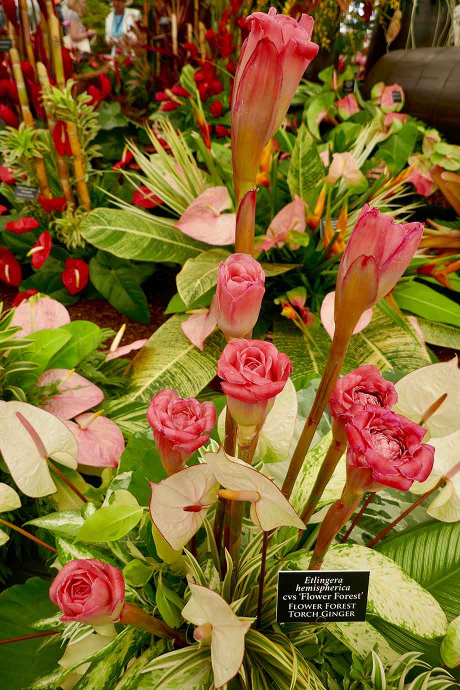 Tulip Torch Ginger or Etlingera hemispherica nicknamed ‘Flower Forest’