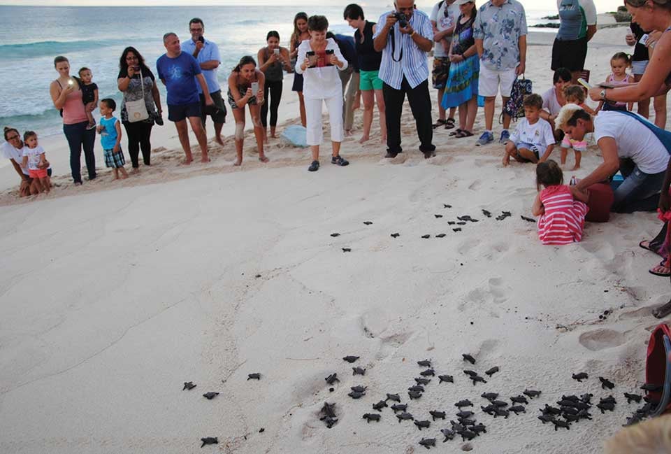 People watching turtle hatchlings on the beach