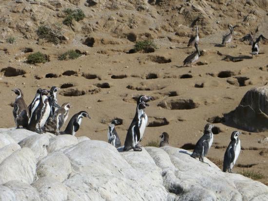 Humboldt Penguin Nesting Site