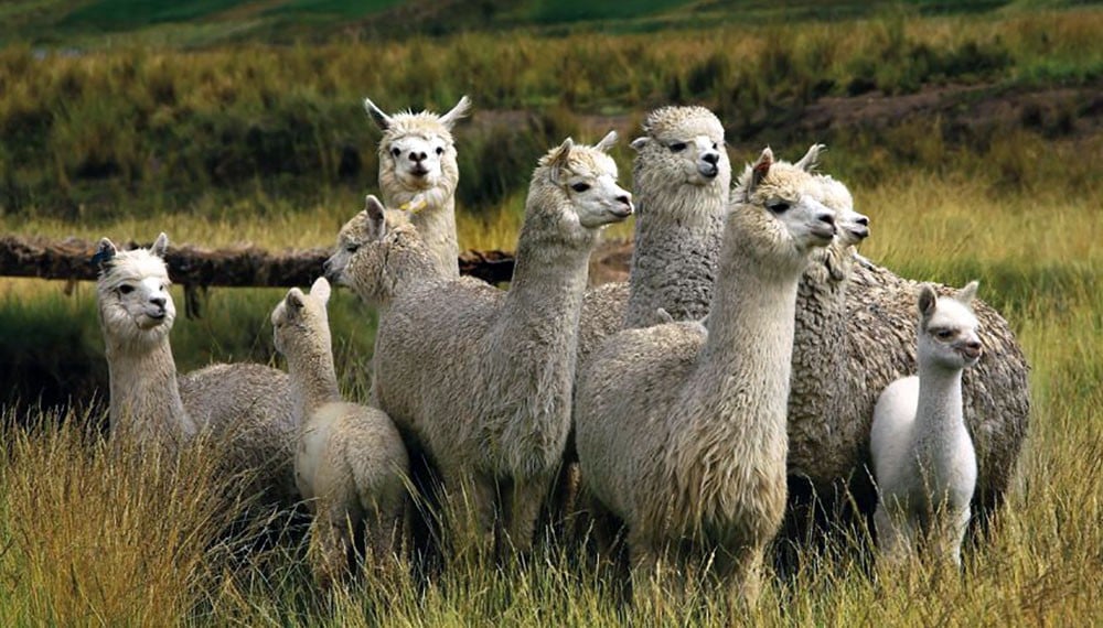 Les Races de Lama : Q'ara, Chaku, Llamingo, Suri, Ccara sullo, Wooly –  Super Lama