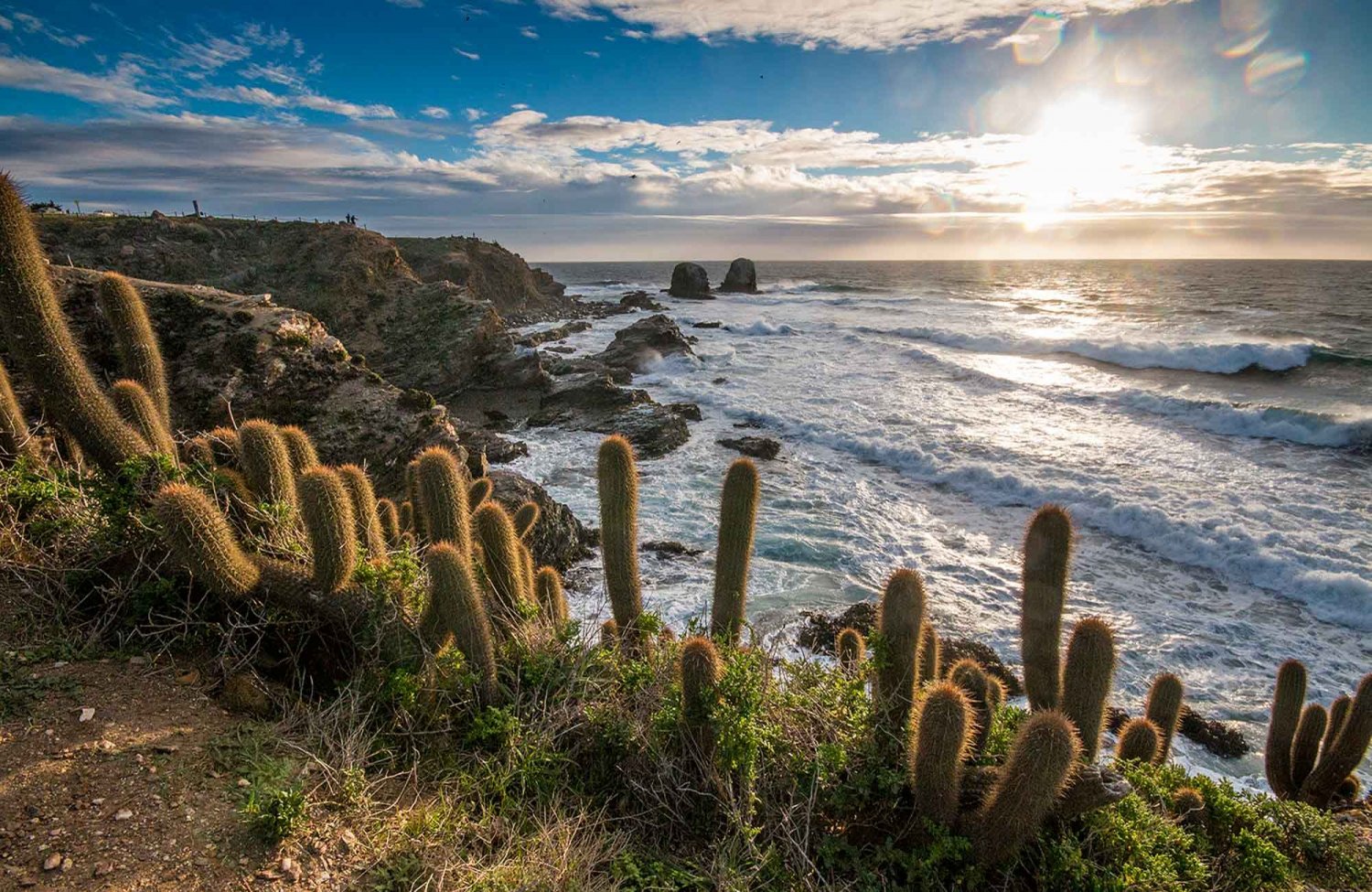 Punta de Lobos in Chile