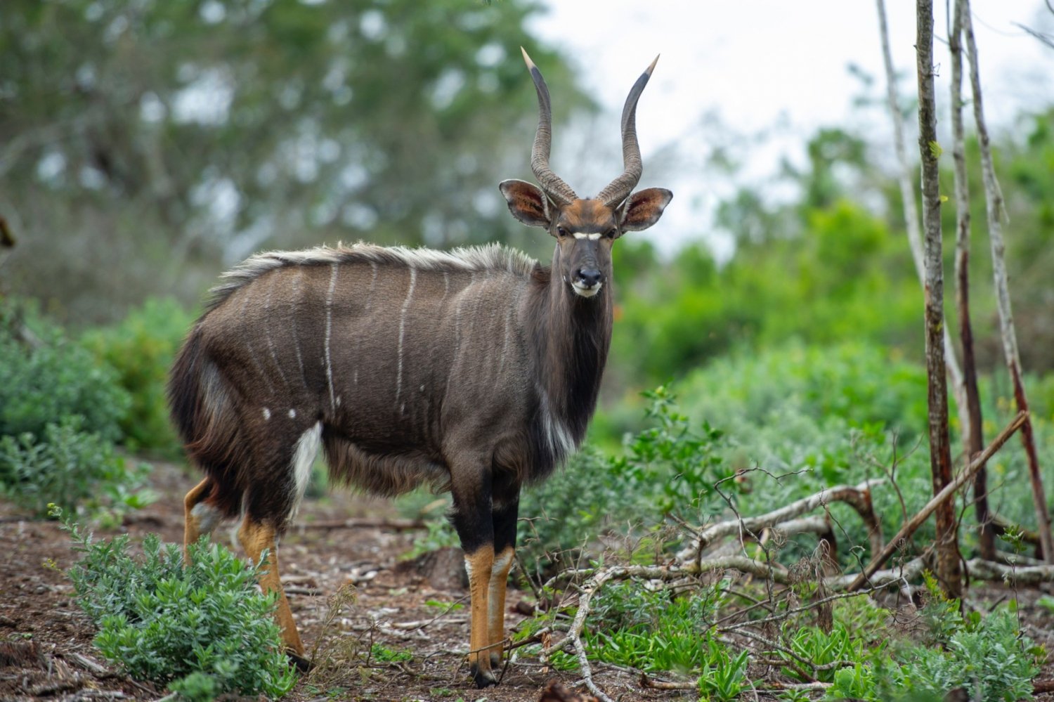 Unique Animals of Zimbabwe and where to see them | My Guide Zimbabwe