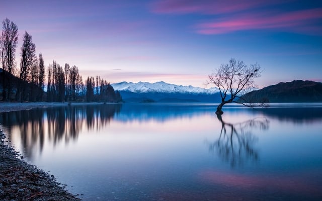 Visiting The Iconic Wanaka Tree