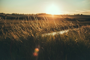 Gardens and Parks in Sussex