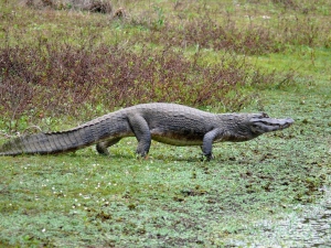 Mesopotamia: land surrounded by rivers