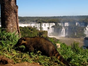 North East Argentina... A dual landscape