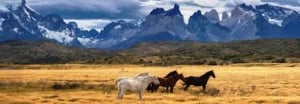 Patagonia