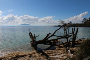 Lake Rotorua Walkway