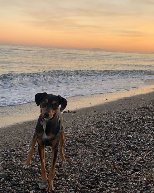 The best dog walks & beaches in Marbella