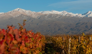 Best wineries to experience in Argentina