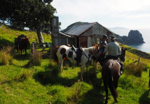 Coromandel Coastal Walkway