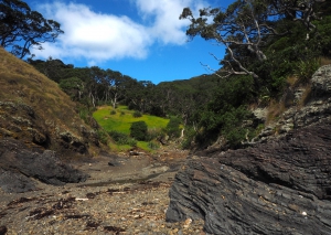 Coromandel Coastal Walkway