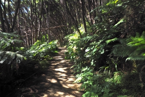 Coromandel Coastal Walkway