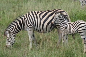 Imire Volunteer Programme – Post Covid-19 Update