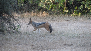 Our Memorable Trip To Chilo Gorge Safari Lodge