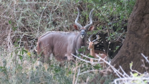 Our Memorable Trip To Chilo Gorge Safari Lodge