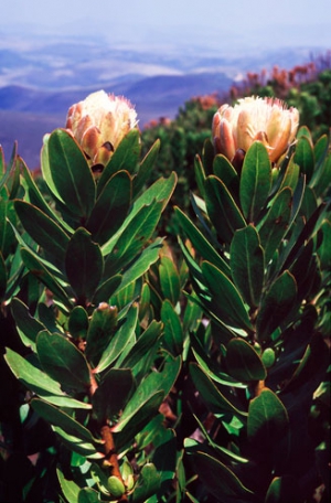 Proteas Of The Eastern Highlands
