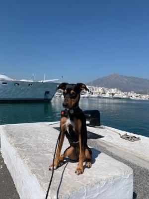 The best dog walks & beaches in Marbella