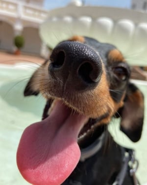 The best dog walks & beaches in Marbella