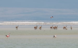 Vaccination in Mexico