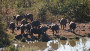 Victoria Falls Safari Lodge