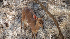 Victoria Falls Safari Lodge