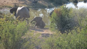 Victoria Falls Safari Lodge