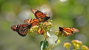 What to do in Mexico City for an outdoor adventure!