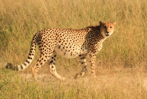 Zimabwe's Top Five Safari Destinations