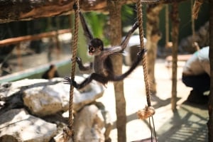 Akumal Monkey Sanctuary