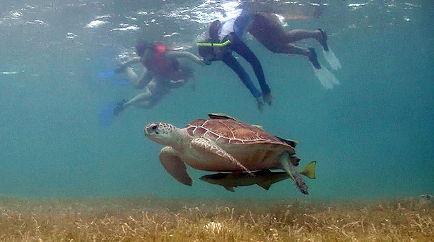 Cancun Adventure - Swim with turtles in Akumal Bay