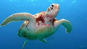 Cancun Adventure - Nado con tortugas en la bahía de Akumal