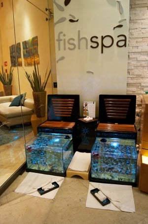 Fish Spa Experience
