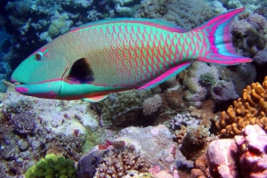 Snorkeling Puerto Morelos