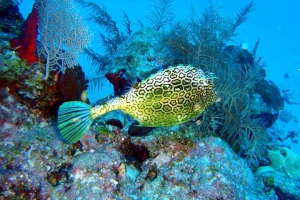 Snorkeling Puerto Morelos