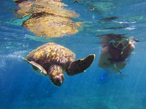 Ocean Tours