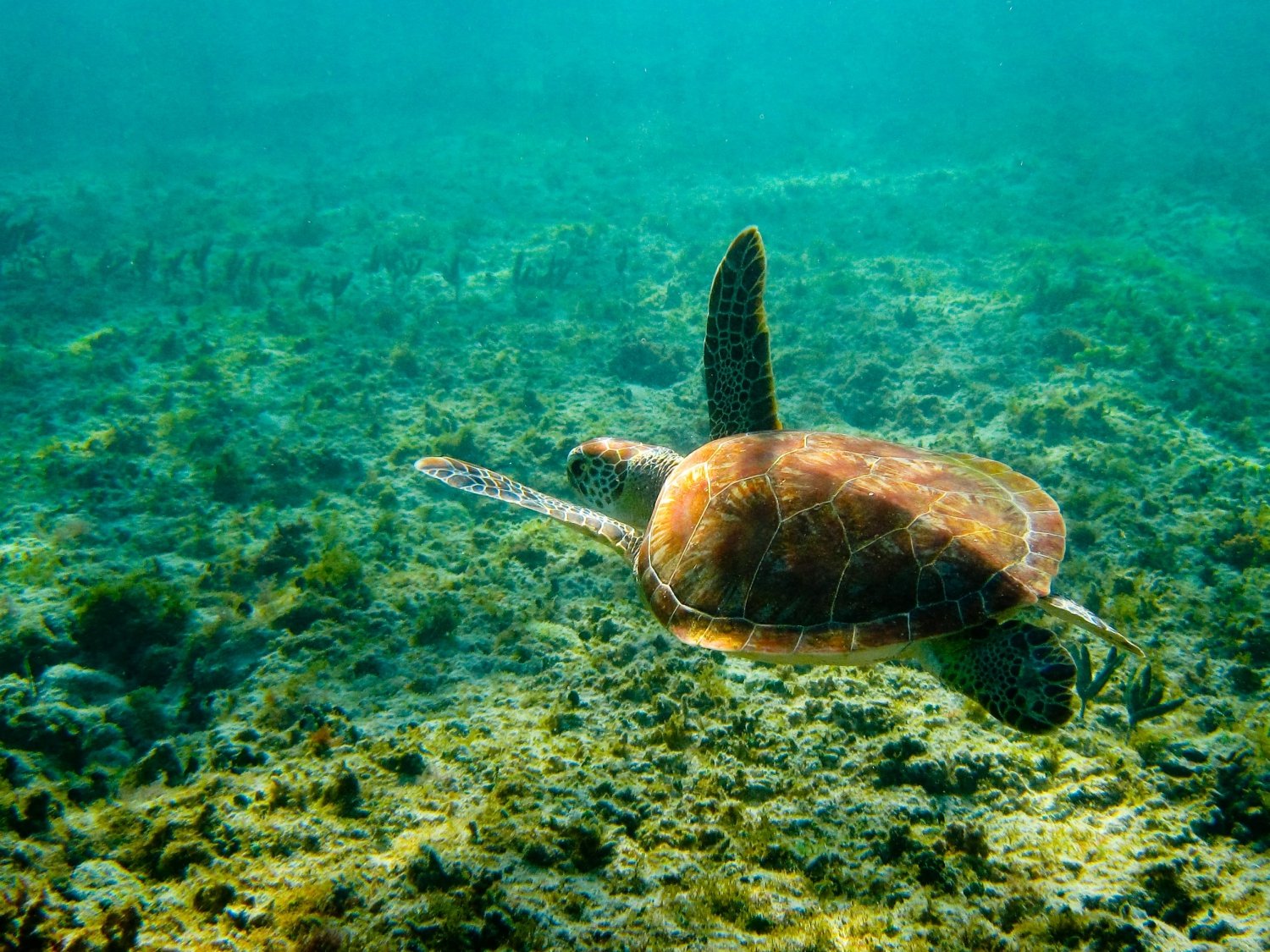 Swim with Turtles in Akumal Bay